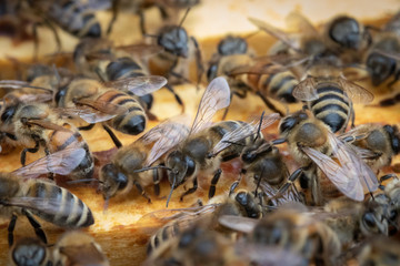 Bees