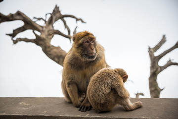 monkey