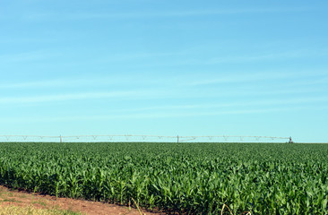 corn plantation