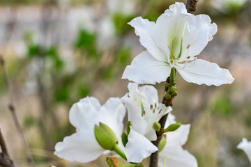 White flower on the trees