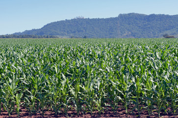 Corn plantation with sky and glows of light