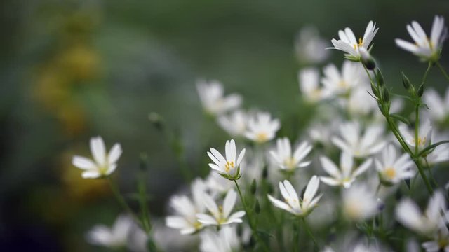 Detail of small white flowers. Shallow depth of field. Flowers waving in the light wind.