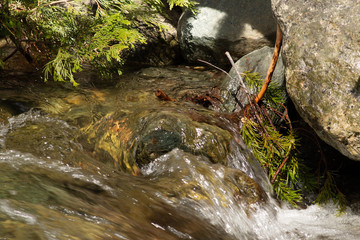 stream in forest