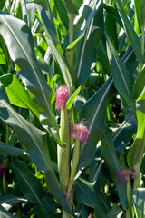 Closeup of corn plantation with growing ears