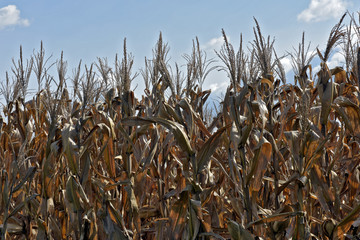 Closeup of corn plantation, in the harvest stage