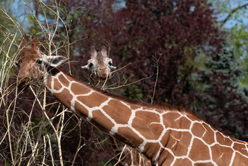 Żyrafa, zwierzę, giraffe © Dreamnordno