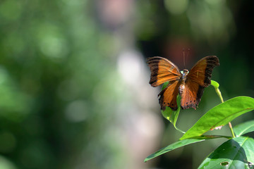 Butterfly in a garden with copy space