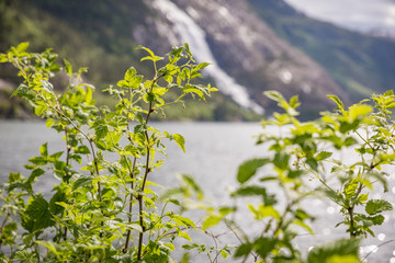 flowers in the mountains