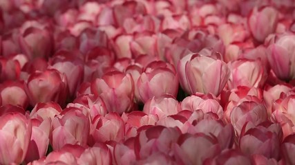 Pink Tulips 