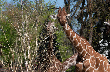 Żyrafa, zwierzę, giraffe © Dreamnordno