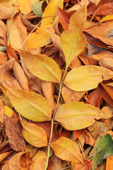 The yellow leaves of autumn