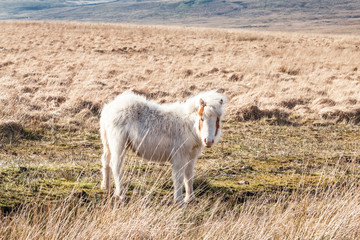 Wild Ponies in Brecon Beacons National Park in Wales, UK