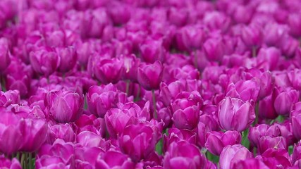Purple Tulip Farm
