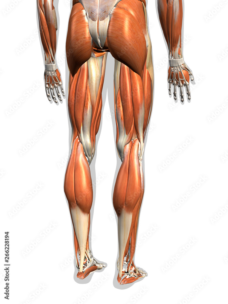 Wall mural male leg muscles on white background