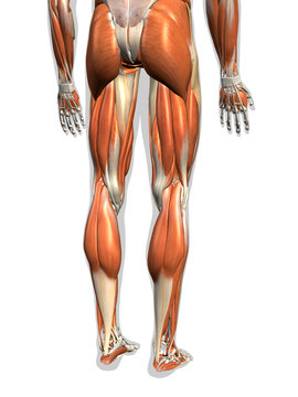 Male Leg Muscles on White Background