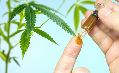CBD paste against Leafy Cannabis Plant Isolated on blue Background