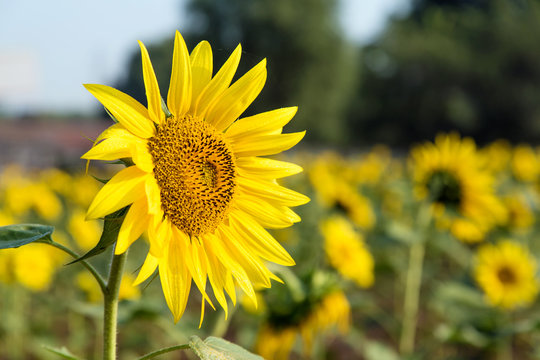 A large sunflower planting base