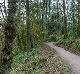 Large Image of Dirt Path Going into the Dense Forest