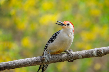 Naklejka premium Close up of a red bellied woodpecker bird with yellow flowers