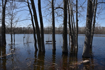 reflection of trees in the water 