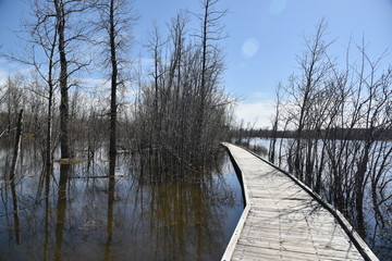 bridge over the lake