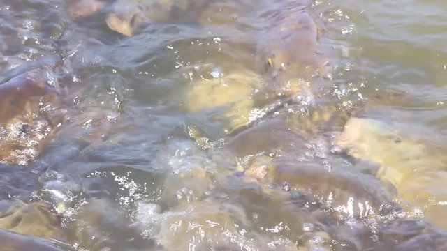 エサを食べる鯉