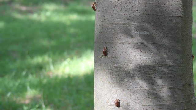 蝉の脱け殻