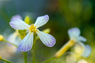 closeup of blue flower