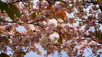Beautiful and delicate bell-shaped blueberry flowers and leaves on the branch in the morning sun close up. 