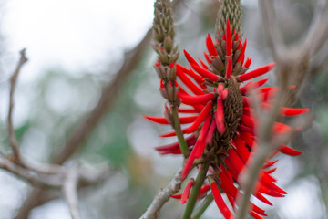 Flores
