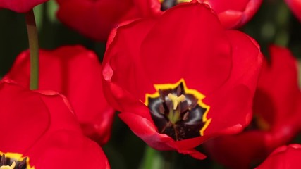 Red Tulip Detail