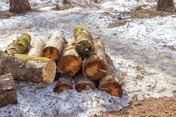 Sawn trunks of old trees covered with bark, needles and moss appear in spring from under the melting snow