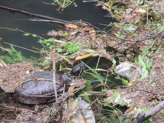 用水路に生息するミシシッピアカミミガメ
