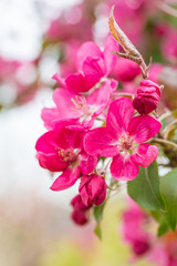 Fototapeta na wymiar Begonia flowers and flower buds open in spring, outdoors，Malus spectabilis