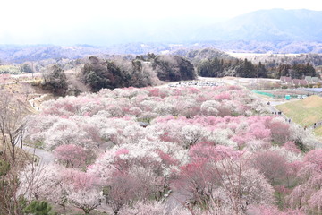 いなべ梅林公園　梅まつり