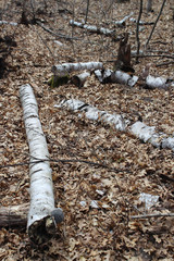 Obraz premium tree roots in the soil