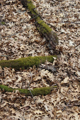 moss covered fallen trees