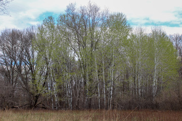 Fototapeta premium trees in the forest