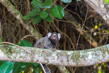 Little monkey popularly known as White-Tailed Sagittarius, Callithrix jacchus, in the 