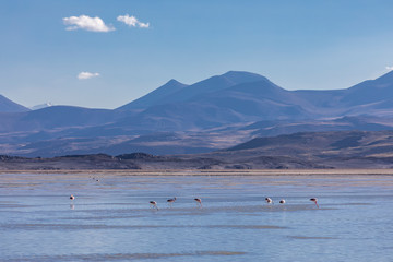 Flamingos water birds feeding at the amazing 