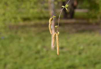 Earrings flowering birch tree.