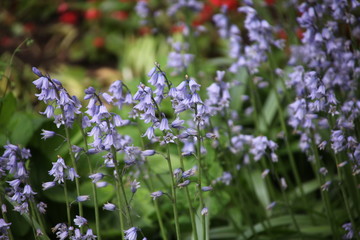 Obraz premium purple flowers in the garden