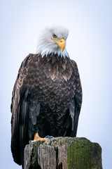 Bald Eagle