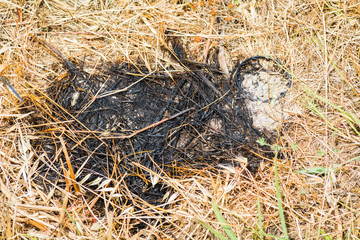 Black spot of grass caused after fire in spring.
