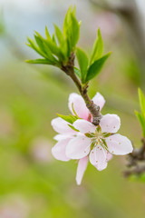 Open peach blossoms in spring, outdoors