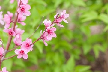 Obraz na płótnie Canvas Open peach blossoms in spring, outdoors