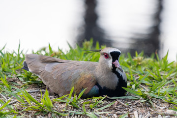 Southern Lapwing (Vanellus chilensis) hatching eggs in the nest in the Barra da Tijuca Forest, Rio de Janeiro Brazil “Quero-Quero”