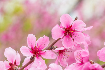 Open peach blossoms in spring, outdoors