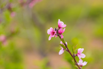 Open peach blossoms in spring, outdoors