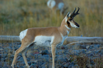 Pronghorn stance © Chris